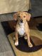 Beagle Puppies for sale in Richmond, VA, USA. price: $300