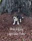 Beagle Puppies for sale in Pulaski, WI 54162, USA. price: NA