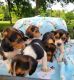 Beagle Puppies for sale in Tifton, GA, USA. price: $400
