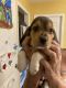 Beagle Puppies for sale in Reidsville, NC 27320, USA. price: $325
