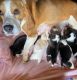Beagle Puppies for sale in Jeffersonville, GA 31044, USA. price: $950