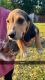 Beagle Puppies for sale in Monticello, KY 42633, USA. price: $80
