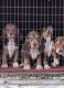 Beagle Puppies for sale in Dunn, NC 28334, USA. price: $400