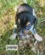 Beagle Puppies for sale in Harpers Ferry, IA 52146, USA. price: $550