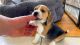 Beagle Puppies for sale in 3158 Metzger Rd, Fort Pierce, FL 34947, USA. price: $300