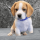 Beagle Puppies for sale in New York, NY, USA. price: $2,900