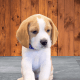 Beagle Puppies for sale in Pennsylvania Station, 4 Pennsylvania Plaza, New York, NY 10001, USA. price: $2,900