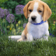 Beagle Puppies for sale in Pennsylvania Station, 4 Pennsylvania Plaza, New York, NY 10001, USA. price: NA