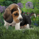 Beagle Puppies for sale in Pennsylvania Station, 4 Pennsylvania Plaza, New York, NY 10001, USA. price: NA