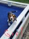 Beagle Puppies for sale in 1407 Ashley Ave, Fort Wayne, IN 46825, USA. price: $500