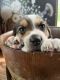Beagle Puppies for sale in Lewiston, ME, USA. price: NA
