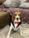 Beagle Puppies for sale in Henderson, NV, USA. price: $500