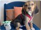 Beagle Puppies for sale in Los Angeles, CA, USA. price: $500