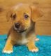 Beagle Puppies for sale in Mammoth Spring, AR 72554, USA. price: $1,000