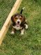 Beagle Puppies for sale in Pemberville, OH 43450, USA. price: $700