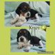 Beagle Puppies for sale in Harlem, GA 30814, USA. price: NA