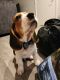Beagle Puppies for sale in Chandler, AZ, USA. price: $600