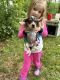 Beagle Puppies for sale in Delton, MI 49046, USA. price: NA