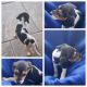 Beagle Puppies for sale in Austin, TX 73301, USA. price: NA