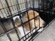 Beagle Puppies for sale in Wesley Chapel, FL, USA. price: $300