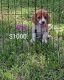 Beagle Puppies for sale in Cocoa, FL, USA. price: $900