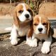 Beagle Puppies for sale in Floral City, FL 34436, USA. price: NA