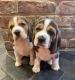 Beagle Puppies for sale in New York, NY, USA. price: $500