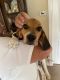 Beagle Puppies for sale in Riverview, FL, USA. price: $100