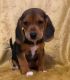 Beagle Puppies for sale in Dallas, NC, USA. price: $600