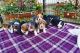 Beagle Puppies for sale in Los Angeles, CA, USA. price: $430