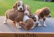Beagle Puppies for sale in Huntington, IN 46750, USA. price: $350