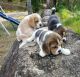 Beagle Puppies for sale in Arkansas City, KS 67005, USA. price: $850