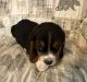 Beagle Puppies for sale in Grover, NC 28073, USA. price: NA