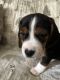 Beagle Puppies for sale in Grover, NC 28073, USA. price: $300