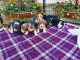 Beagle Puppies for sale in Trenton, NJ, USA. price: $600