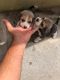 Beagle Puppies for sale in Lal Darwaza, Hyderabad, Telangana, India. price: 18000 INR