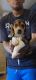 Beagle Puppies for sale in Milwaukee, WI, USA. price: $500