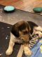Beagle Puppies for sale in Thomasville, GA, USA. price: NA