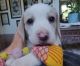 Beagle Puppies for sale in Reno, NV, USA. price: $1,700