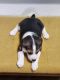 Beagle Puppies for sale in Reno, NV, USA. price: $1,500