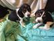 Beagle Puppies for sale in Mannington, WV 26582, USA. price: $20,000