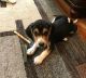 Beagle Puppies for sale in Lake Village, IN 46349, USA. price: $300