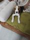 Beagle Puppies for sale in Adinath Nagar, Jaipur, Rajasthan 302018, India. price: 10000 INR
