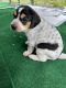 Beagle Puppies for sale in Juneau, WI 53039, USA. price: $350