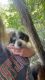 Beagle Puppies for sale in Chandlersville, OH 43727, USA. price: $100