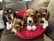 Beagle Puppies for sale in Scottsdale, AZ, USA. price: $750