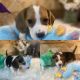 Beagle Puppies for sale in Miami, FL, USA. price: $500