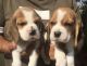 Beagle Puppies for sale in Nagpur, Maharashtra, India. price: NA
