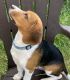 Beagle Puppies for sale in Homestead, PA 15120, USA. price: NA
