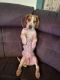 Beagle Puppies for sale in Marlton, Evesham, NJ, USA. price: $800
